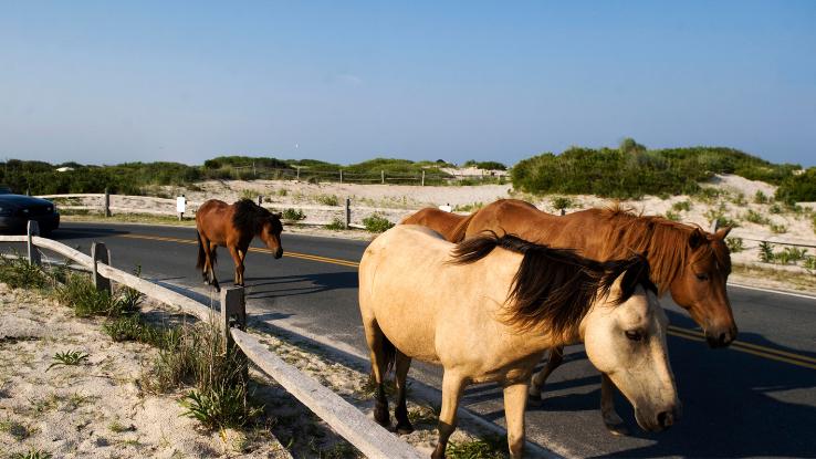 Assateague Island State Park Camping Sites Offer an Unforgettable Trip This  Summer