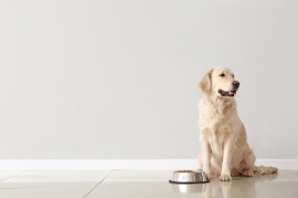 What Makes a Dry Dog Food the Highest Rated? A Comprehensive Guide
